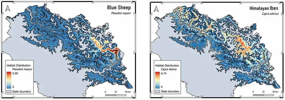 Blue sheep and Himalayan ibex distribution models