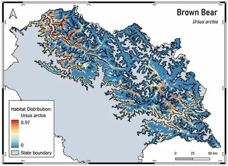 Brown bear distribution model