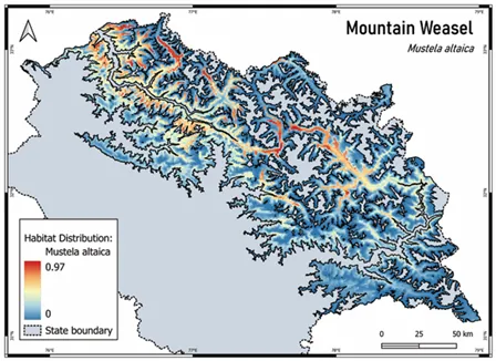 Mountain weasel distribution model