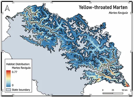 Yellow-throated marten distribution model